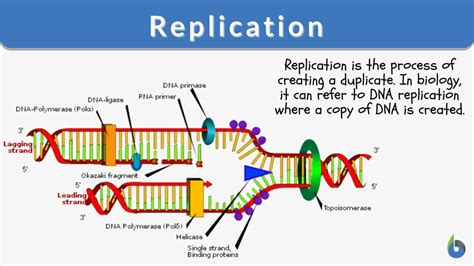 replica|what does replicate mean.